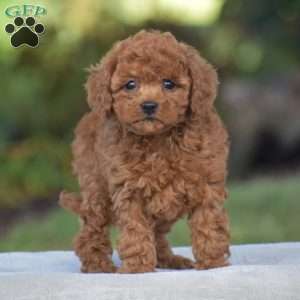 Violin, Cavapoo Puppy